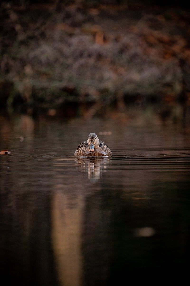 Swimming for Calm